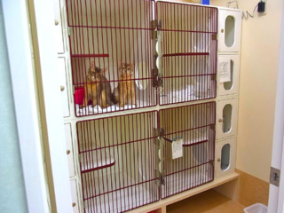 猫専用のホテルルーム
