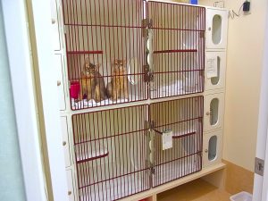 ねこちゃん用ホテルルームです
