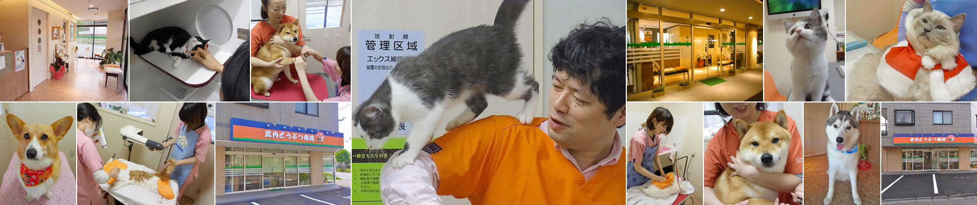 武内どうぶつ病院