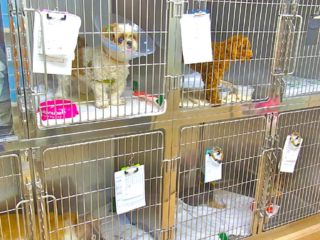 犬入院室